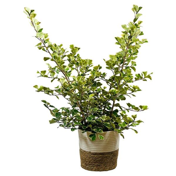 Pure Beauty Farms 1.9 Gal Ficus Triangular Variegata Plant Plant in 9.25 in. Deco Weave Basket