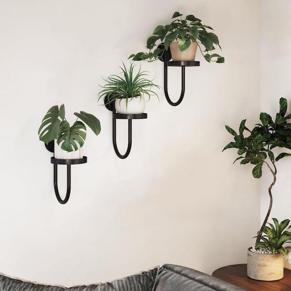 money tree toxic to dogs Money Tree | Indoor Plants main image 1
