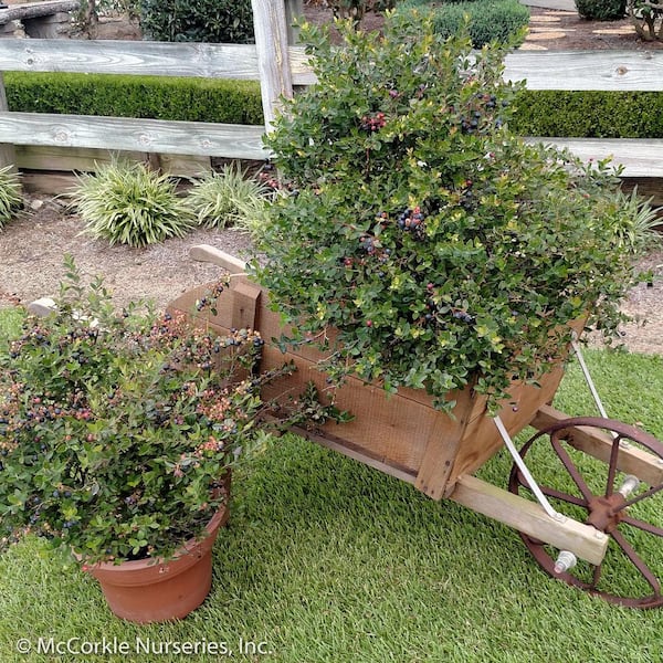 2 Gal. Cutie Pie Dwarf Blueberry (Southern Highbush) Bush, Fruit-Bearing Live Shrub