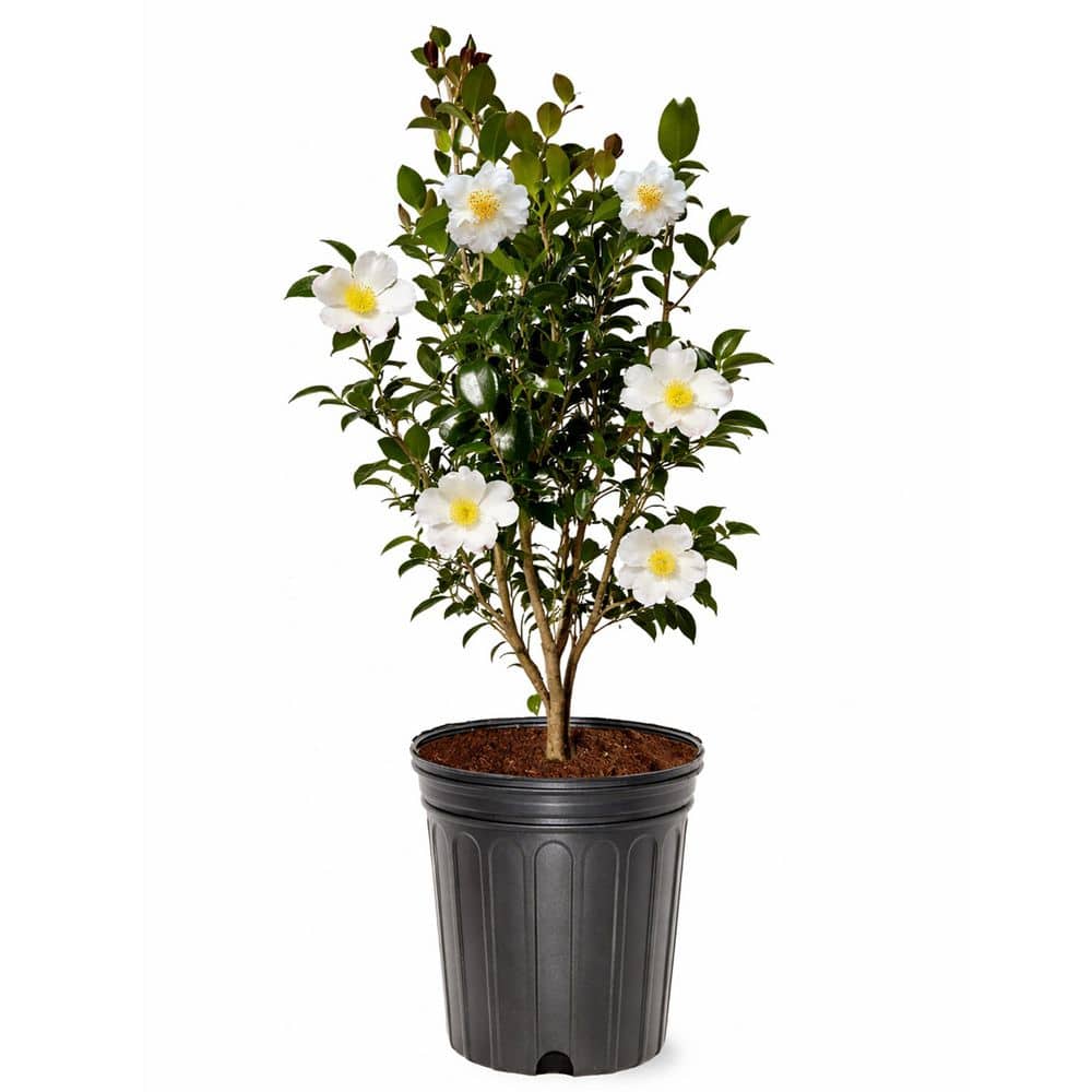 3 gal. Setsugekka Sasanqua Camellia, Evergreen Shrub, with White