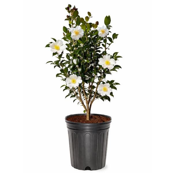 3 gal. Setsugekka Sasanqua Camellia, Evergreen Shrub, with White