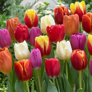 Tulips Bulbs Triumph Mixture (Set of 15)