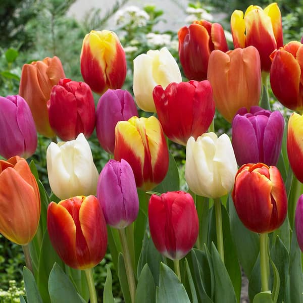 VAN ZYVERDEN Tulips Bulbs Triumph Mixture (Set of 15)