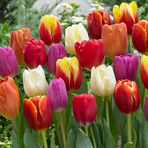 Tulips Bulbs Triumph Mixture (Set of 50)