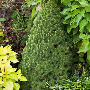 3 Gal. Alberta Spruce Holiday Shrub Plant in Printed Tin Can