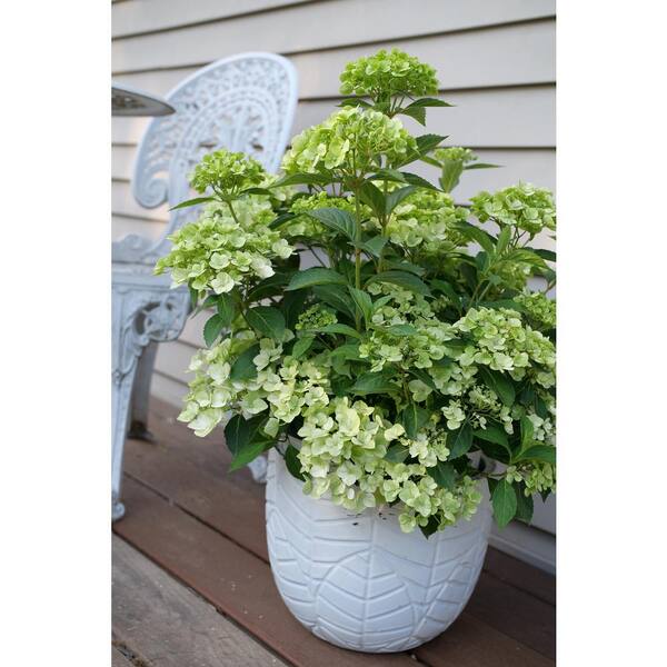 ドナルド・サルタン 「hydrangea in a green pot」 Amazon.com : Green Hydrangea Plant Live in 2.5 Inch Pot
