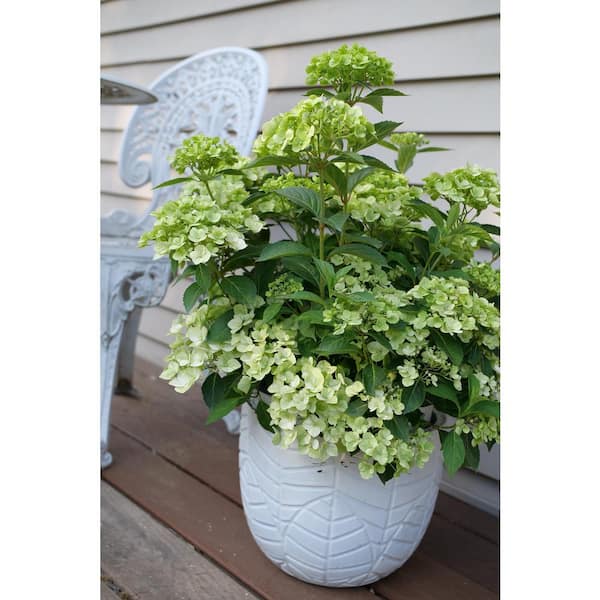 Proven Winners 4.5 in. Quartz Fairytrail Green Cascade