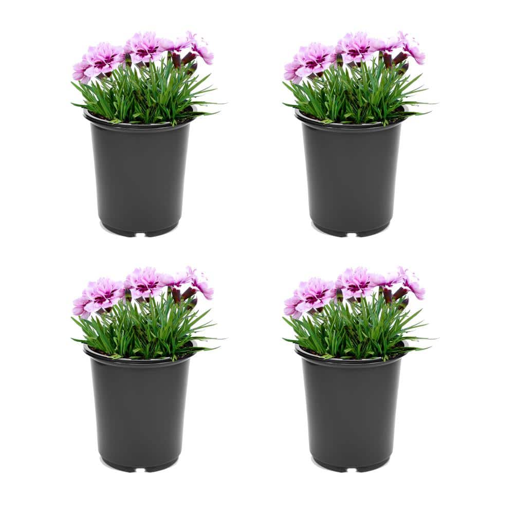 2.5 qt. Carnation Odessa Perennial Plant with Pink Flowers-4 Pack