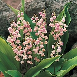 Pink Lily of the Valley (Convallaris), Live Bareroot Groundcover Perennial Plant, Pink Flowers (6-Pack)