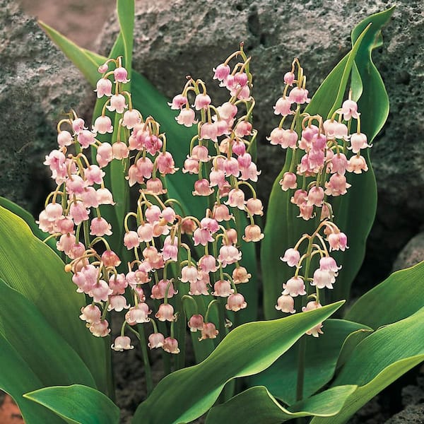 Spring Hill Nurseries Pink Lily of the Valley (Convallaris), Live Bareroot Groundcover Perennial Plant, Pink Flowers (6-Pack)