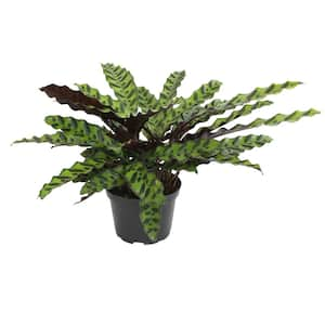 6 in. Rattlesnake Prayer Plant (Calathea Lancifolia) Pet Friendly Live Indoor Houseplant in Grower Pot