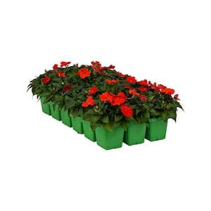 18-Pack Compact Orange SunPatiens Impatiens Outdoor Annual Plant with Orange Flowers in 2.75 In. Cell Grower's Tray