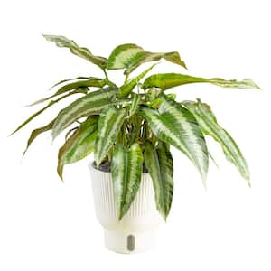 6 in. Trending Tropicals Schismatoglottis Plant in White Decor Pot