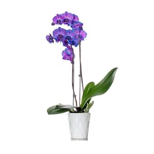 Classic Purple Watercolor Orchid in Ceramic Pot