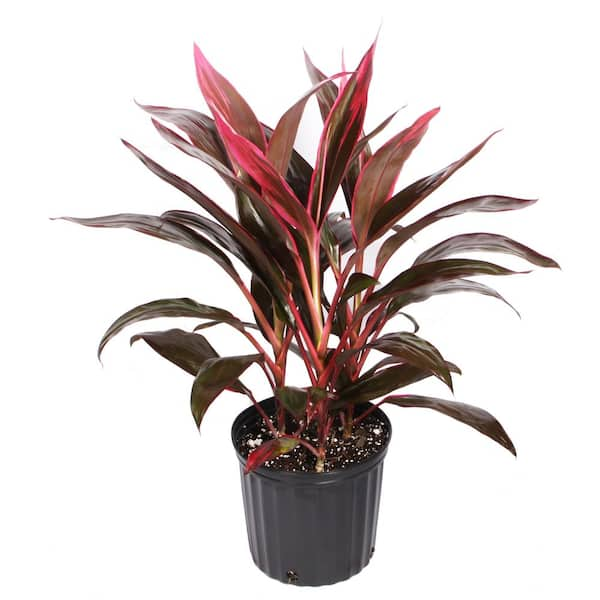 10 in. Cordyine