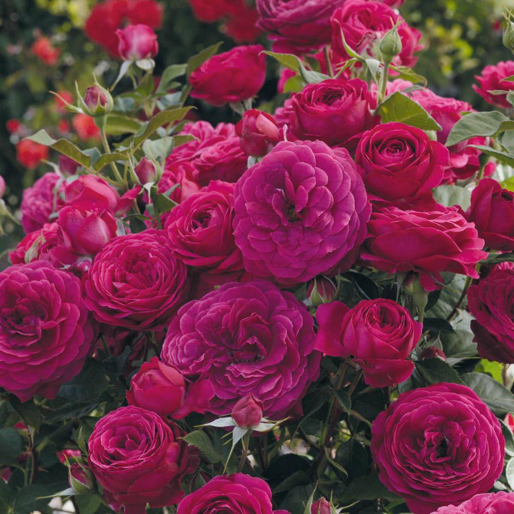 Celestial Night Purple Floribunda Rose Bush with Fragrant Blooms