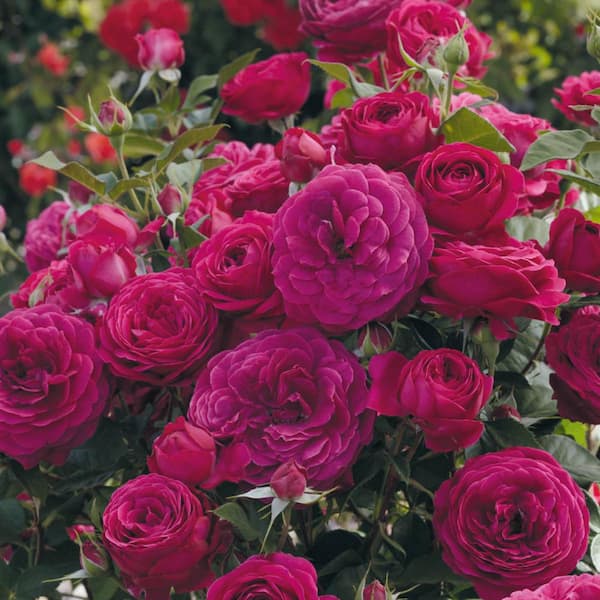 DIRECT GARDENING Celestial Night Purple Flowering Floribunda Rose Bush Dormant Bare Root Starter Plant (1-Pack)