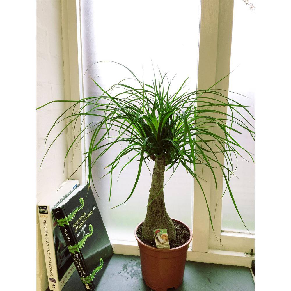 Ponytail Palm 6" Indoor/Outdoor Succulent with Sandy Soil
