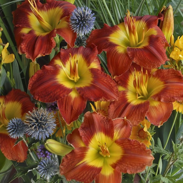 Bare Root Daylily Passion for Red (3-Pack)