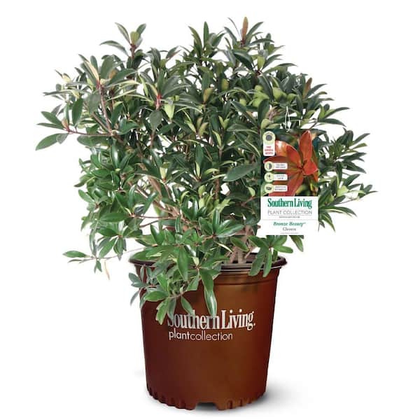 SOUTHERN LIVING 3 Gal. Bronze Beauty Cleyera Shrub (Ternstroemia Gymnanthera; False Japanese Cleyera) Live Evergreen Plant for Hedges