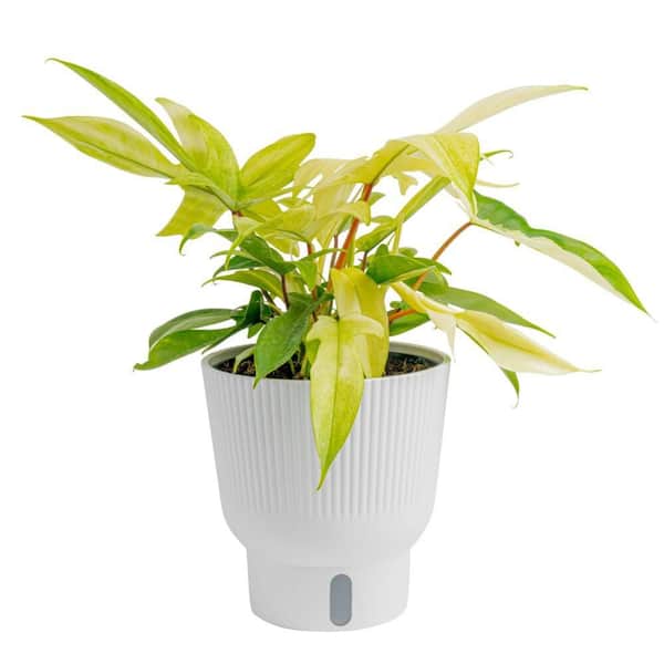 6 in. Philodendron Florida Ghost Plant in Deco Pot