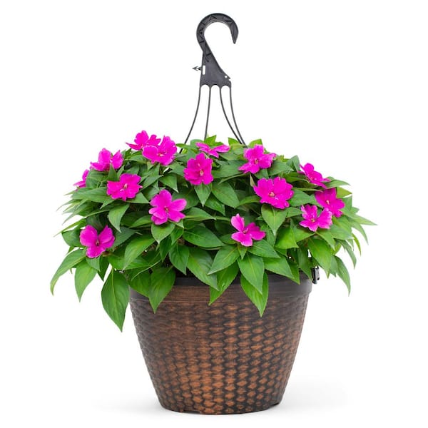 SunPatiens 2 Gal. Compact Lilac SunPatiens Impatiens Outdoor Annual Plant with Bright Purple Flowers in 12 In. Hanging Basket
