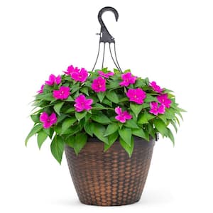 2 Gal. Compact Lilac SunPatiens Impatiens Outdoor Annual Plant with Bright Purple Flowers in 12 In. Hanging Basket
