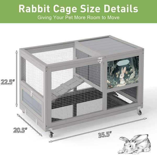 Rabbit 13