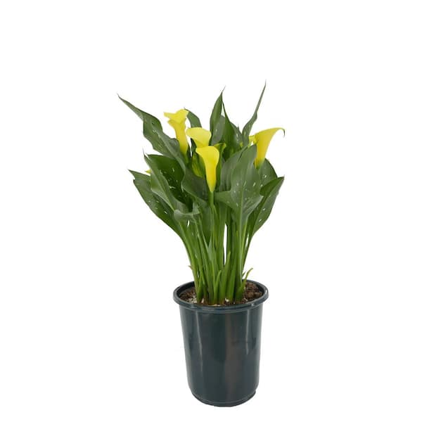 Unbranded 2.5 Qt. Perennial Calla Lily Yellow (4-Pack)