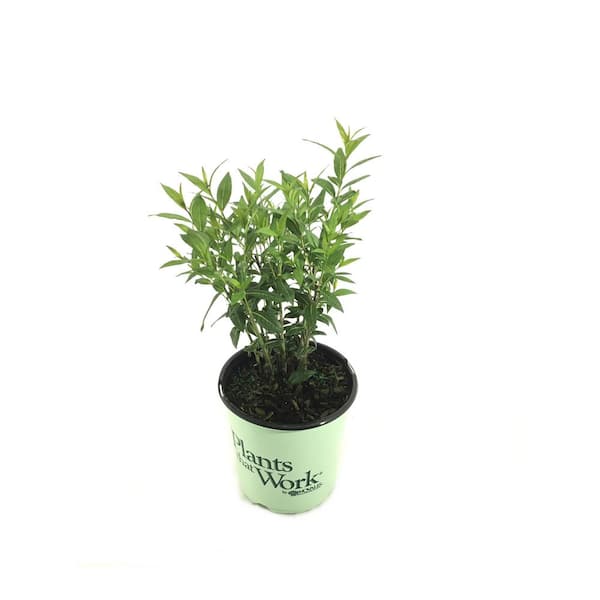 Plants That Work Blue Star (Amsonia) Starstruck
