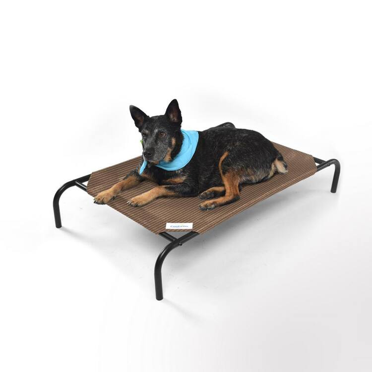 Coolaroo Original Elevated Medium Nutmeg Steel Pet Bed Home Depot