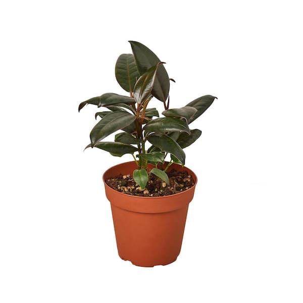 PPC INTERNATIONAL LLC Burgundy Rubber Tree (Ficus Elastica) Plant in 4 in. Grower Pot