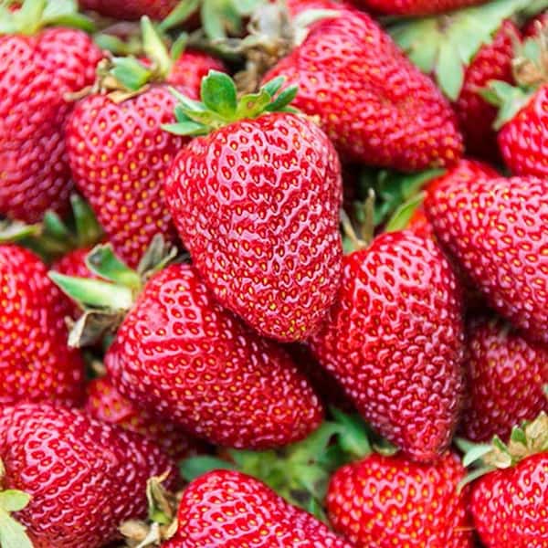 Gurney's 1-Pint Strawberry Albion Plant with Red Blossoms in Grower Pot