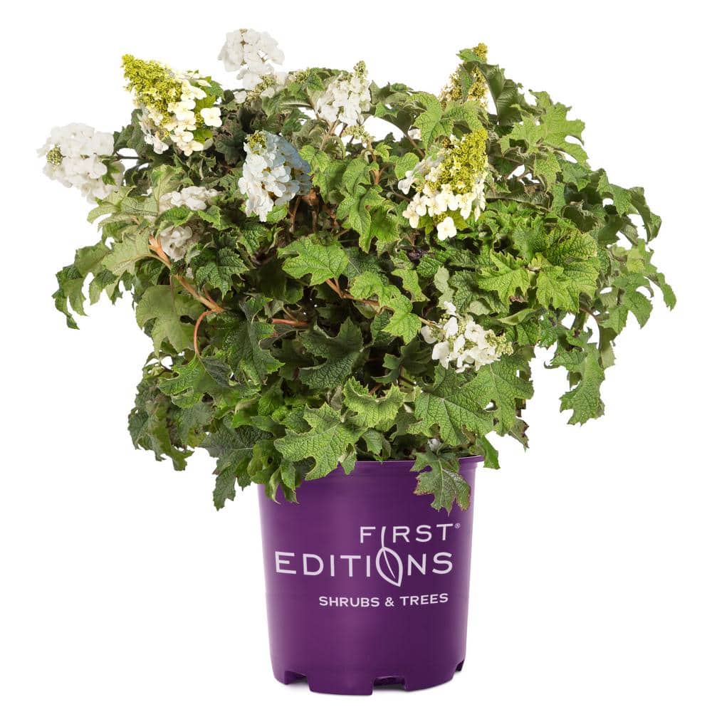 FIRST EDITIONS 2 Gal. Jetstream Oakleaf Hydrangea Flowering Shrub