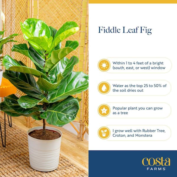 Costa Farms Fiddle Leaf Fig Indoor Plant in 8.75 in. Black Grower Pot, Avg.  Shipping Height 1-2 ft. Tall 10PAN - The Home Depot