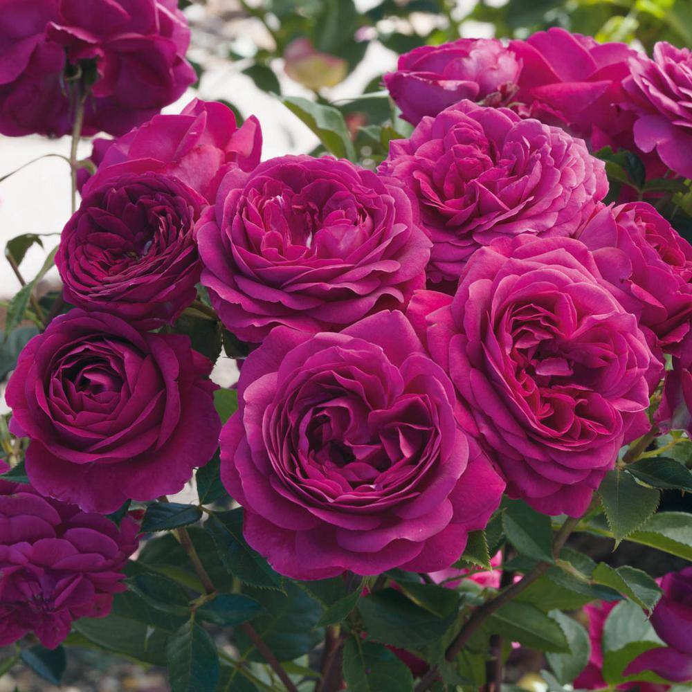 Celestial Night Purple Floribunda Rose Bush with Fragrant Blooms