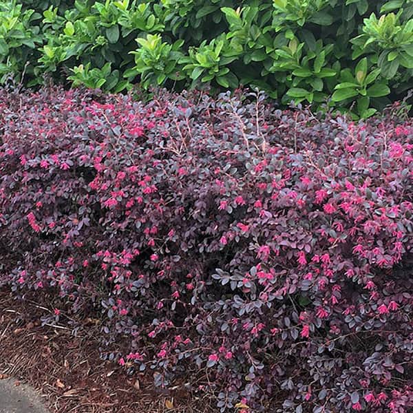 Southern Living 2 Gal. Red Diamond Loropetalum Shrub with Foliage and Bright Blooms 14376 The Home Depot