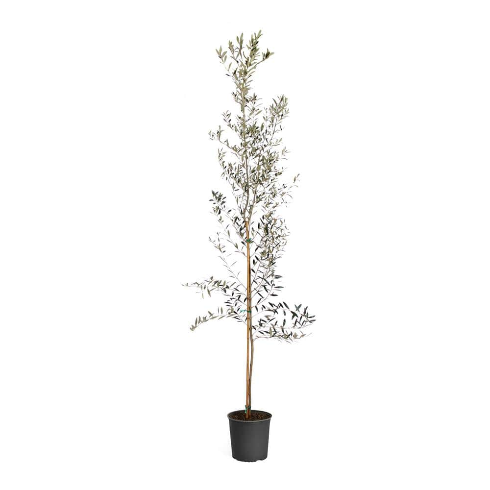 OLI Artificial Olive Tree Potted Plant