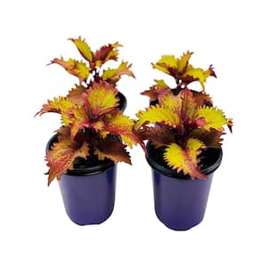 1.38 Pt. Coleus Plant Henna Copper/Dark Burgundy in 4.5 In. Grower's Pot (4-Plants)