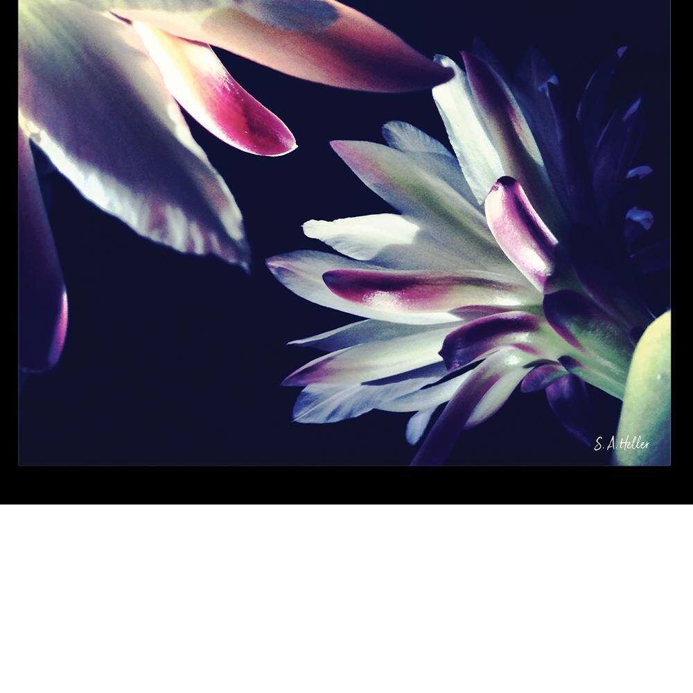 Blossoms Touch Black Framed Floral Print for Kids