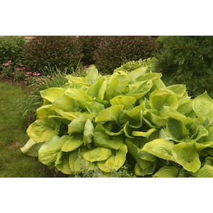2 Gal. Sum and Substance Hosta Live Flowering Shade Perennial Plant, Chartreuse Green Foliage