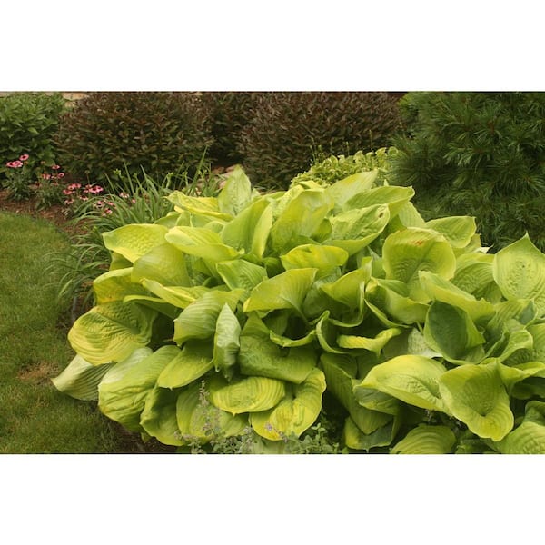 BELL NURSERY 2 Gal. Sum and Substance Hosta Live Flowering Shade Perennial Plant, Chartreuse Green Foliage