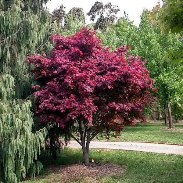 1 gal. Atropurpureum Deciduous Japanese Maple Tree MAPJAT01GH