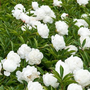 White Double Flowering Peony Dormant Bare Root Perennial Plants Roots (5-Pack)
