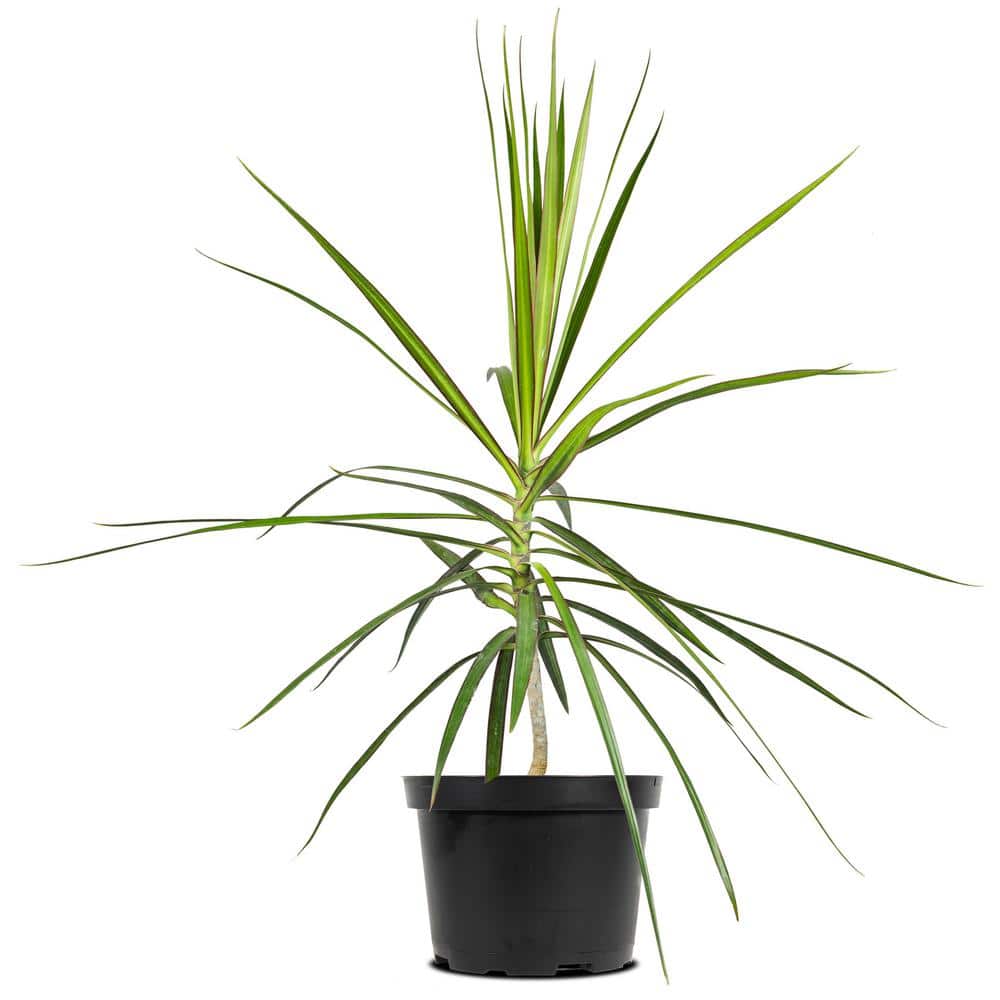 Perfect Plants Dracena Marginata Dragon Plant in 6 in. Grower's Pot  THD10035 - The Home Depot