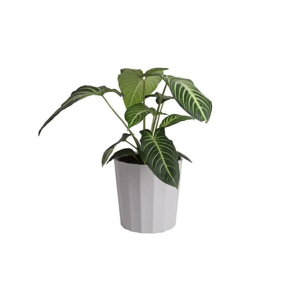 10 in. Trending Tropical Xanthosoma Magnificum Elephant Ear Plant in Deco Pot