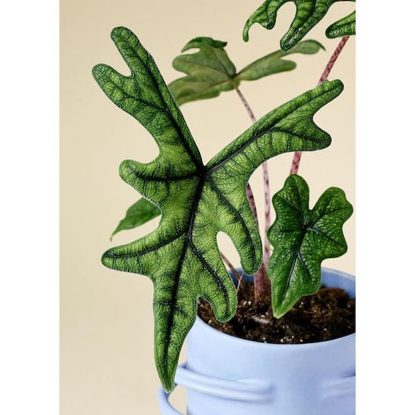 Jacklyn Alocasia-4 Live Starter Plants in 2 in. Pots-Alocasia Jacklyn-Florist Quality Air Purifying Indoor Plant