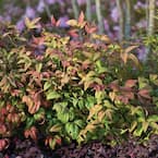 2 Gal. Blush Pink Nandina, Live Evergreen Shrub, Pink to Red Blushing Foliage