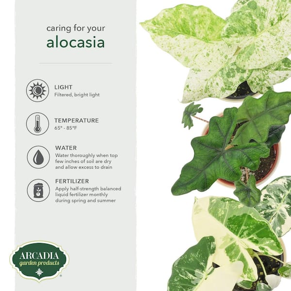 Arcadia Garden Products 4 in. Alocasia Odora Batik Plant in Beige