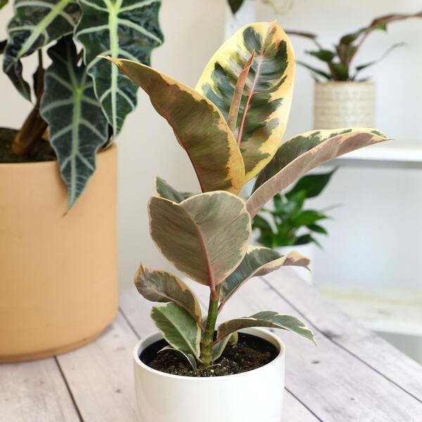 potting soil for philodendron Philodendron Plant Potting Soil Mix, Special Blend for Heart Shape  Philodendron Plants Etc – Kurated Korner main image 0